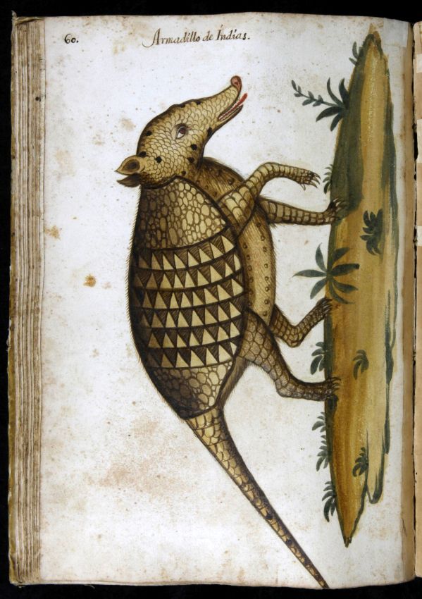 Il·lustració antiga d'un Armadillo d'Indias